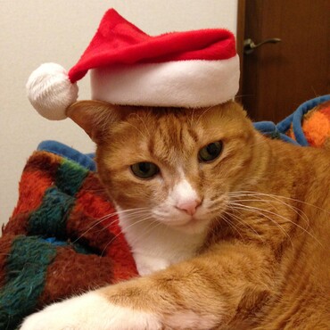ミーちゃんのクリスマス。