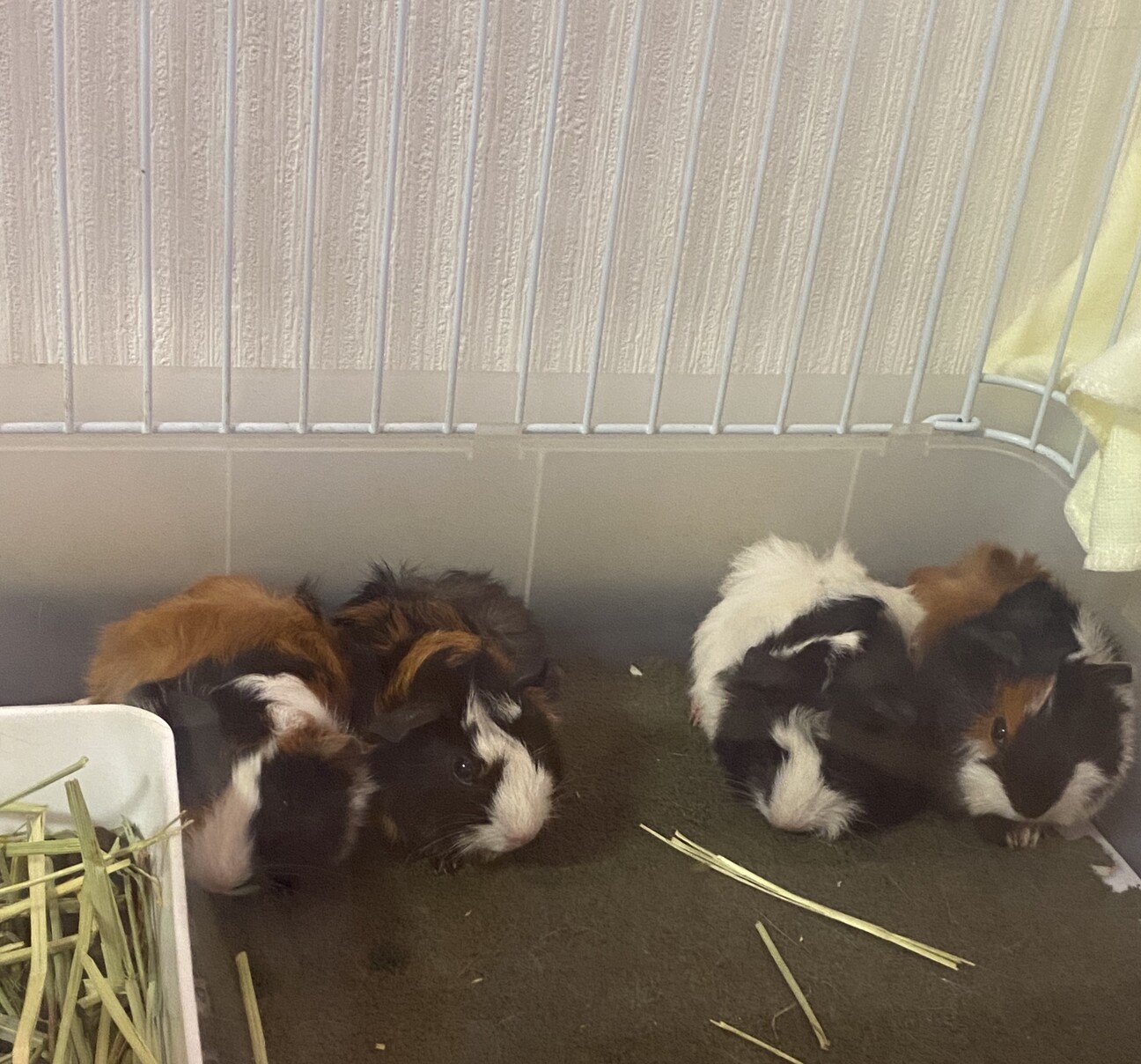 モルモット2020.5.25生まれ　2匹 サムネイル1