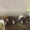 モルモット2020.5.25生まれ　2匹
