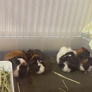 モルモット2020.5.25生まれ　2匹