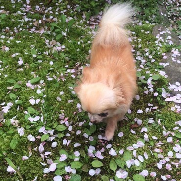 お花見も好きでした