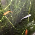 成魚10匹前後　今年産まれたメダカ　ぬまエビ