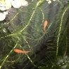 成魚10匹前後　今年産まれたメダカ　ぬまエビ サムネイル4