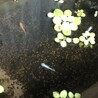成魚10匹前後　今年産まれたメダカ　ぬまエビ サムネイル5