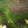 成魚10匹前後　今年産まれたメダカ　ぬまエビ サムネイル6