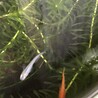成魚10匹前後　今年産まれたメダカ　ぬまエビ サムネイル7