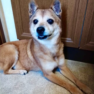 元気な柴チワMIX いちごちゃん