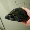 純、日本イシガメ、20センチ位　三重県内希望 サムネイル2