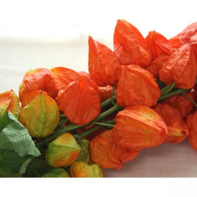 ほおずきの郷のカバー写真