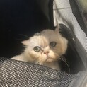 強い子です。