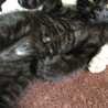 2ヶ月少し過ぎ　少し大きくなりました。他の兄弟は里親に出て今独りで寂しそうです。