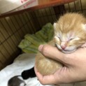 引渡しは9月中旬頃です。