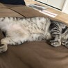 お腹丸出しで可愛い♪