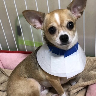 チワワ♀チロ 推定3歳