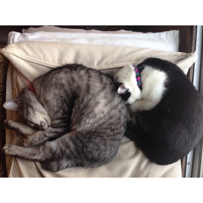 yu猫のカバー写真