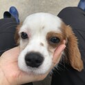 キャバリア 　メス　１歳
