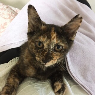 とても 賢く 可愛い 女の子 サビィちゃん 