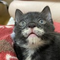 駐車場の迷い猫