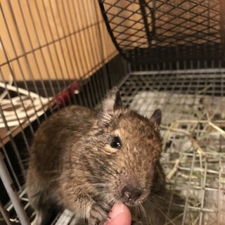 デグーノーマル男の子