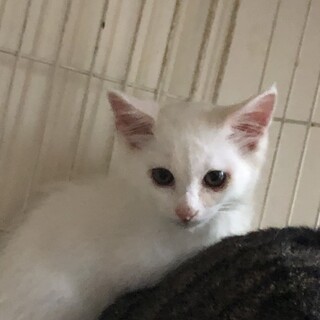 真っ白な長毛、王子くん