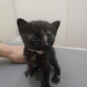 かわいいサビ猫ちゃんです★