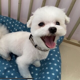 トライアルが決まりました。ありがとうございました