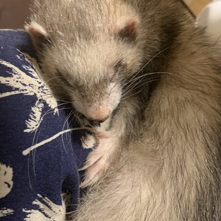 フェレット　5匹