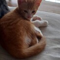 【急募】子猫茶トラ2匹里親募集！