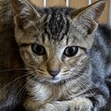アメショミックス♂3ヶ月