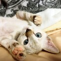 シャム風美猫【笹音】