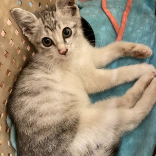 うるうるお目々の人懐っこい美人猫ちゃん