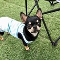 陽気なチワワのムース君