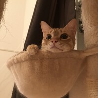 藤子