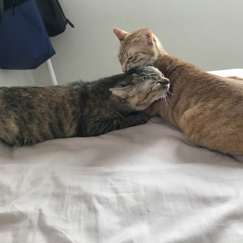 藤子のカバー写真