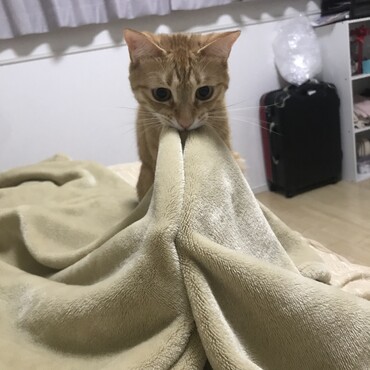 藤子の写真