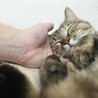 の写真