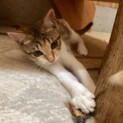可愛い盛りの子猫！たけちゃん