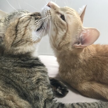 藤子の写真