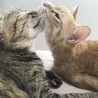 の写真
