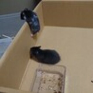 ６月３０日生まれのゴールデンハムスター♂♀