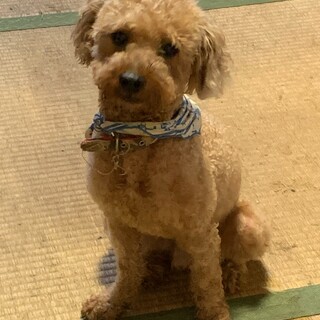 トライアル入る為一旦ストップ　プー太郎