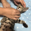 人慣れ抜群そっくり双子！ベンガルみたい