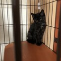 ブラックスモークのにこちゃん♀