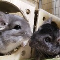 チンチラ　オス　2匹