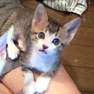 【一旦募集停止】次男タイプの"にー君"