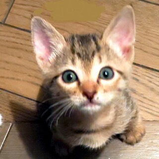 【一旦募集停止】はんなり美人の " 瞳ちゃん "