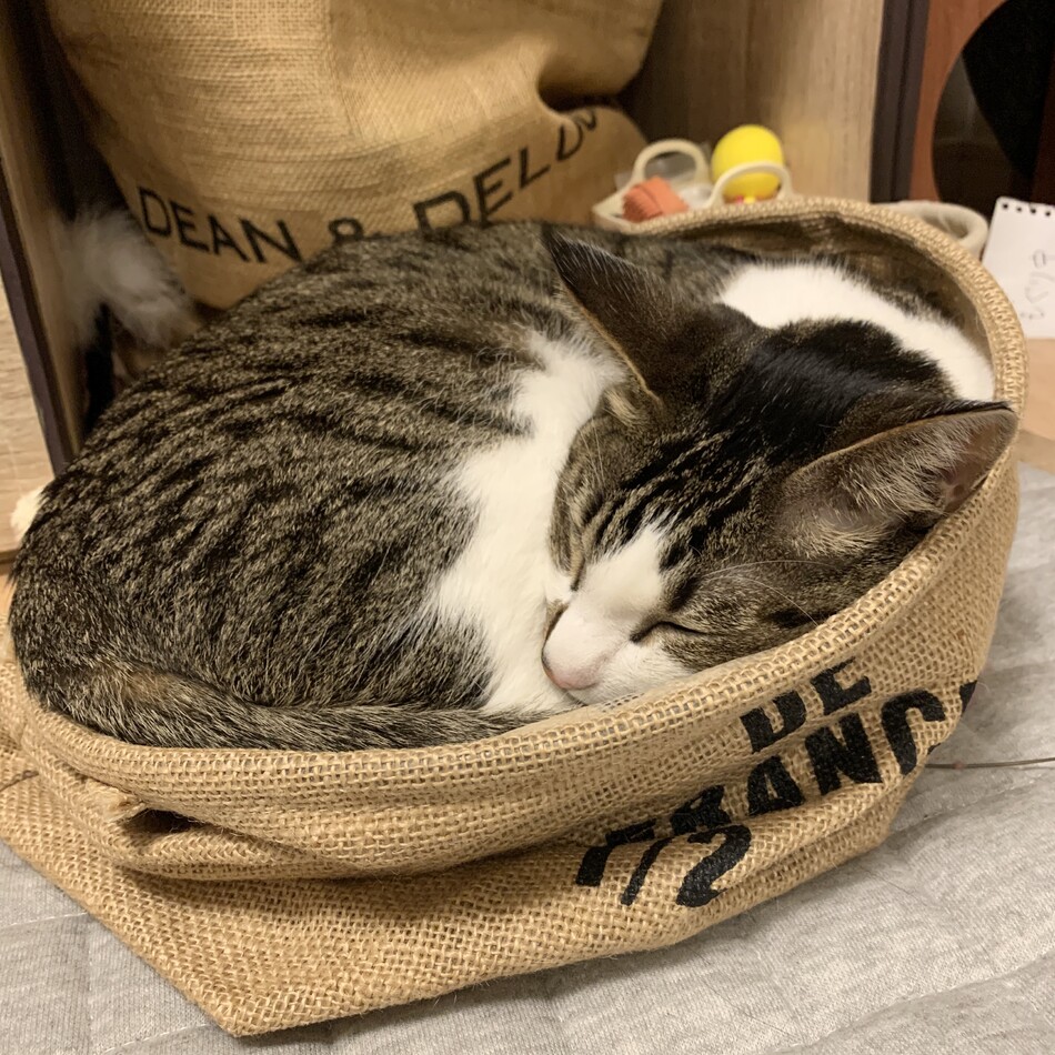 テトのカバー写真