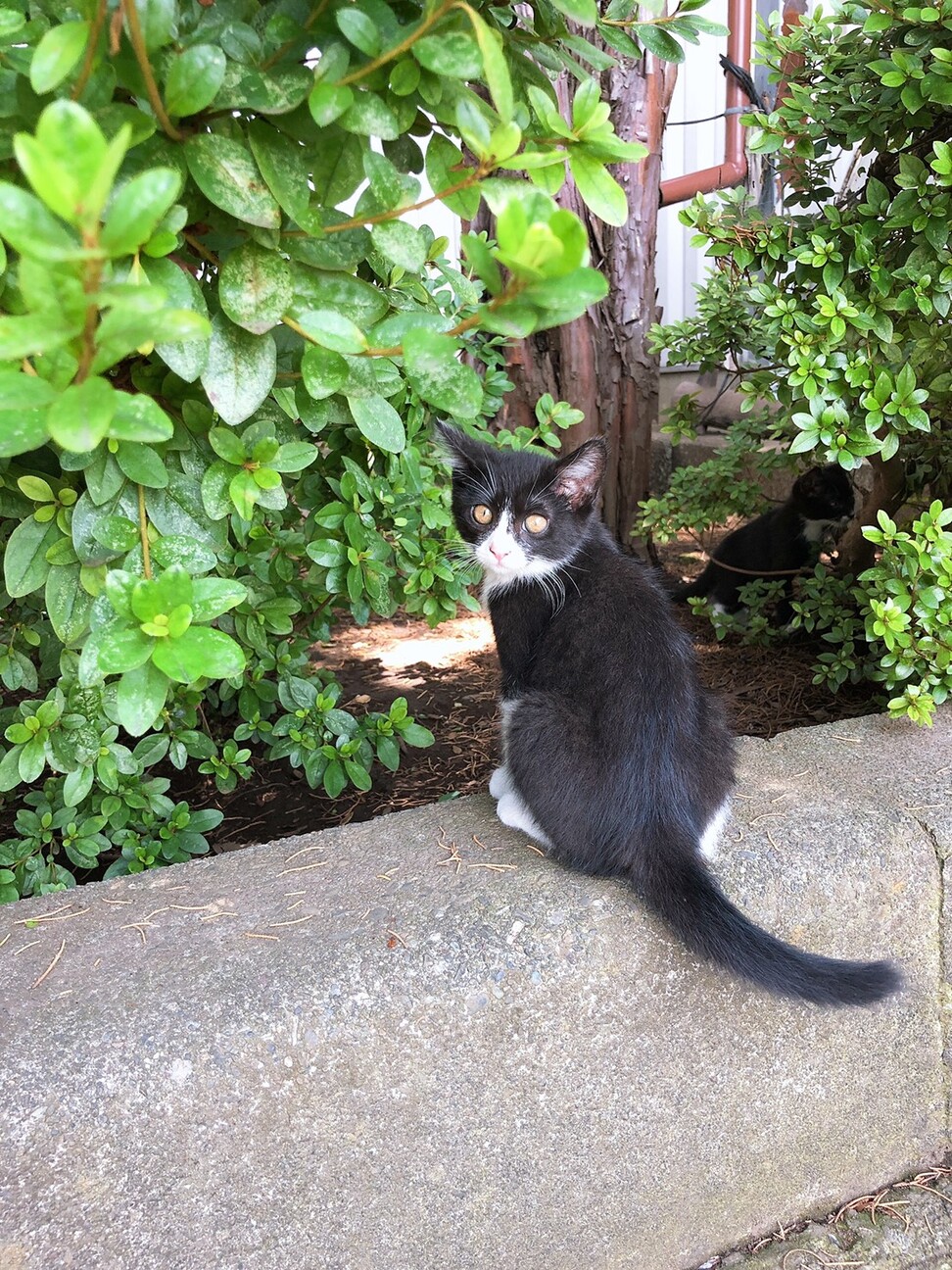 野良ネコの赤ちゃんの里親 埼玉県 猫の里親募集 ペットのおうち 月間利用者150万人