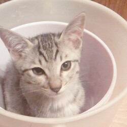美猫さん
