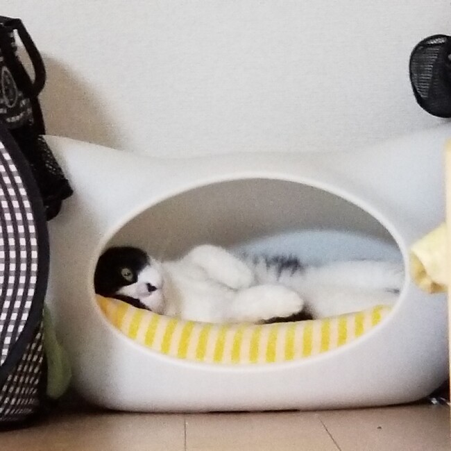 nyanncoのカバー写真